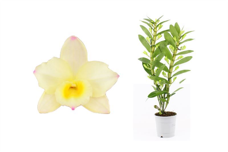 Dendr Nobile p12 Tweety 2T14+tros long, D 12