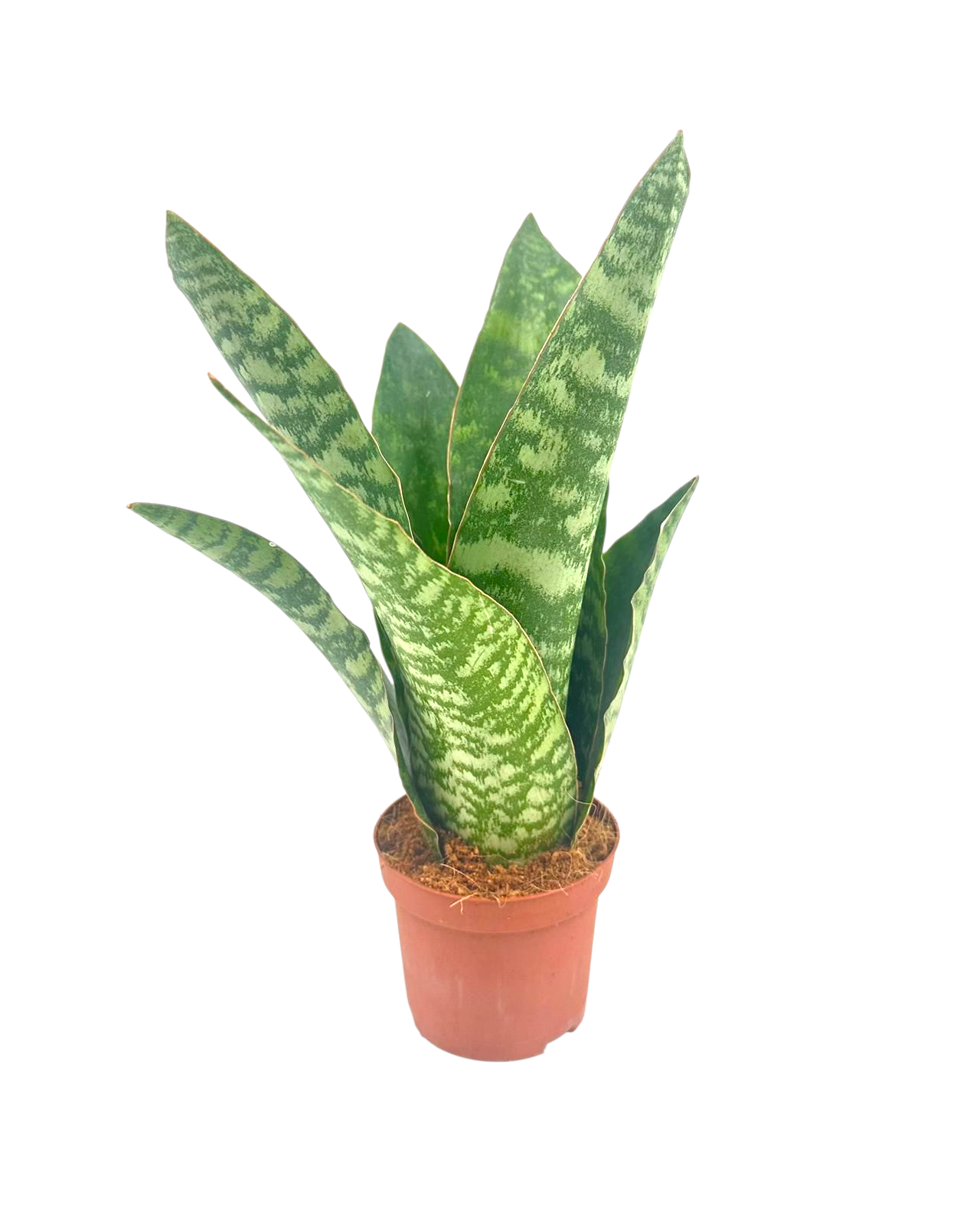 Sansevieria Aubrytiana 9 cm, D 9
