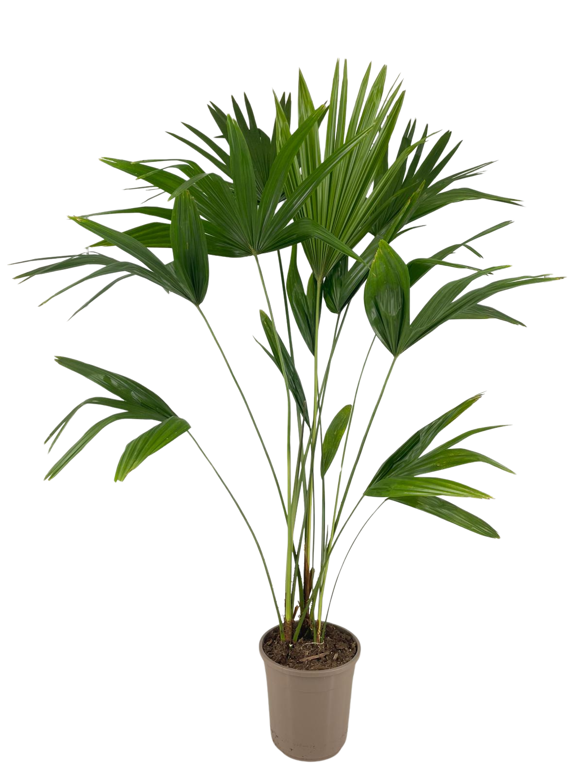 Livistona chinensis T24, D 24