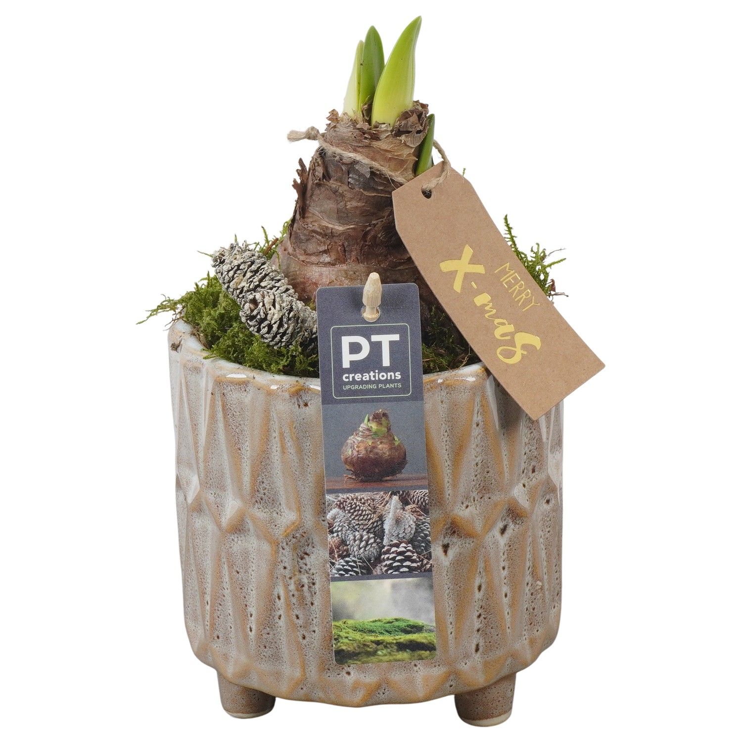 PTACH5826 Arrangement Amaryllis Christmas in keramiek pot, D 12 cm PTACH5826 Arrangement Amaryllis Christmas in keramiek pot, D 12 cm