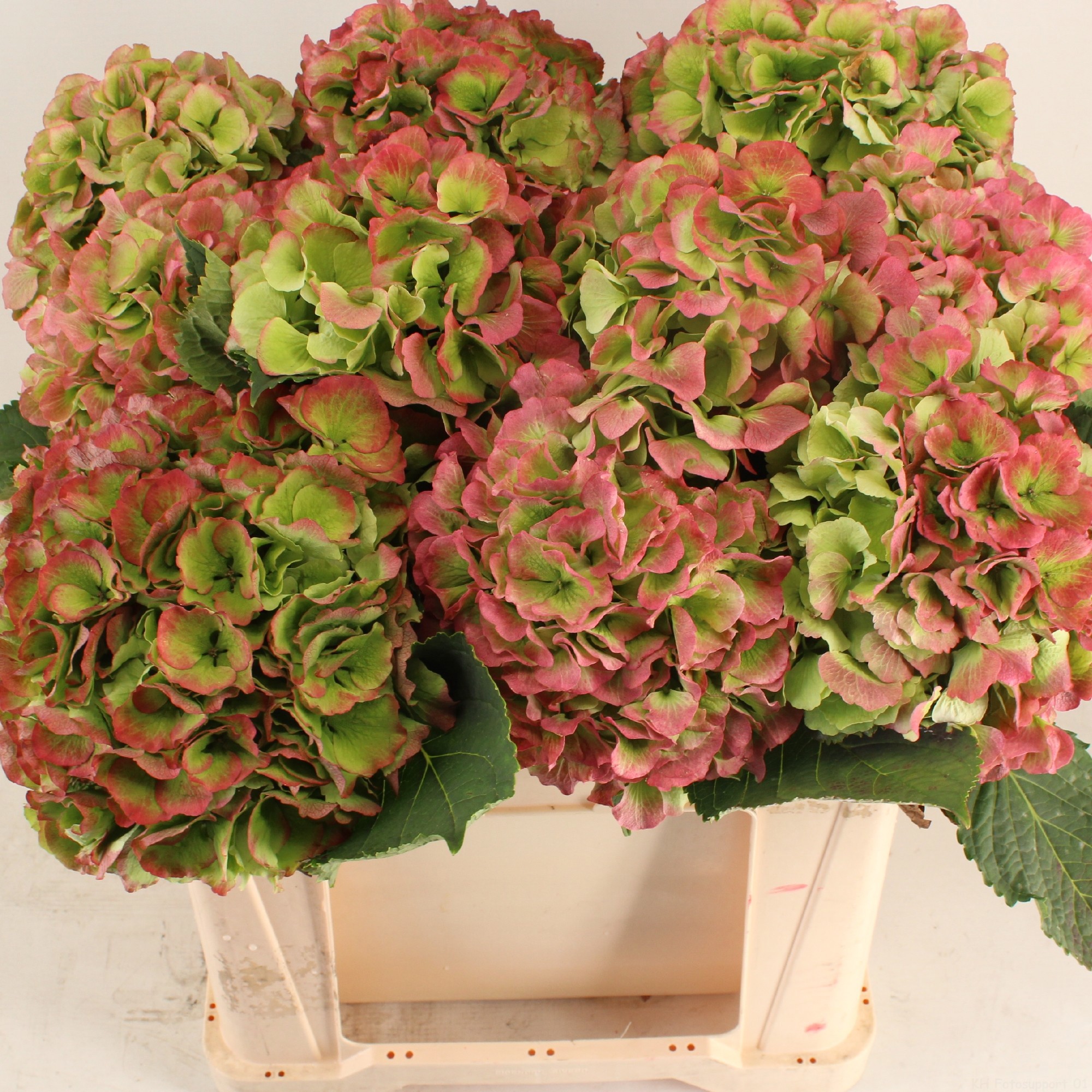 Гортензия Вайт Верена Классик 50 (зел.), шт.