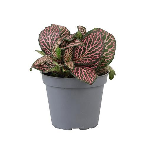 FITTONIA VERSCHAFFELTII 'PINK SPECIK', D 6 cm
