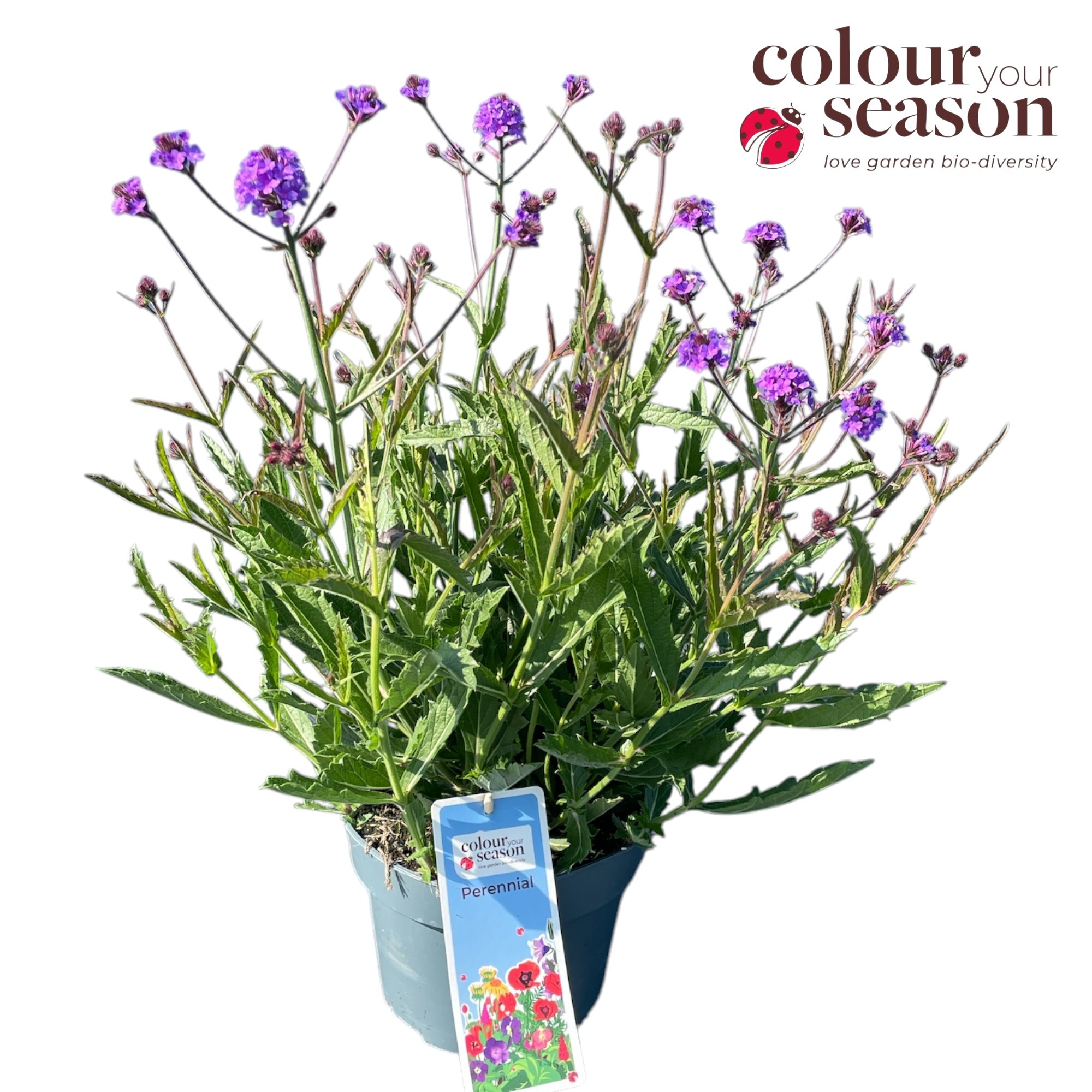 Verbena rigida Venosa P19, D 19