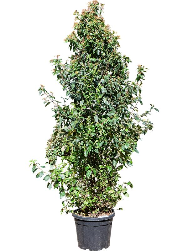 Viburnum tinus 'Spirit' (220-260), D 40