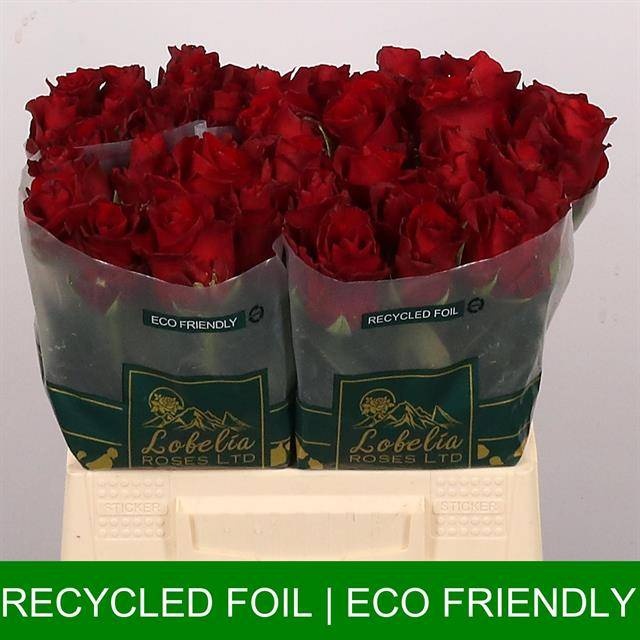 Роза од. Эксплорер 40 (красн.), шт.