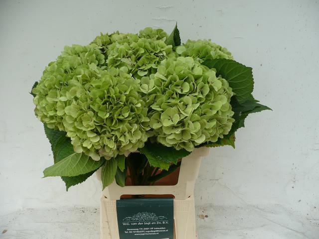 Гортензия Олд Датч Классик 60, шт.