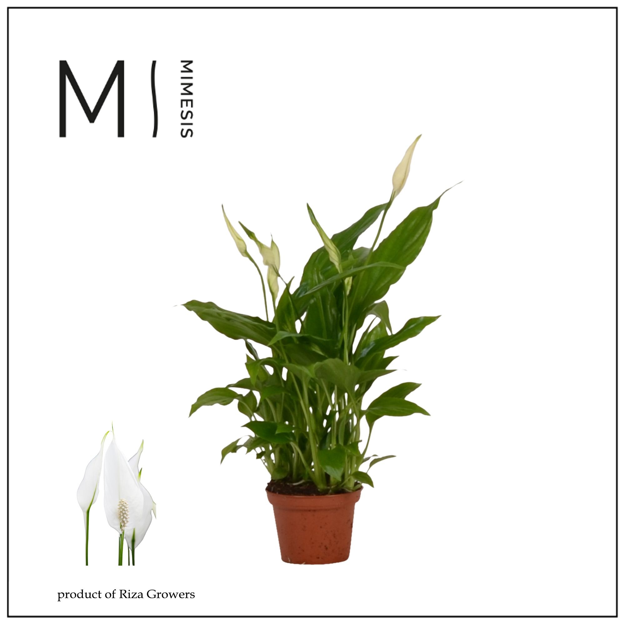 Spathiphyllum Chopin - 6.5cm | Mimesis, D 6,5