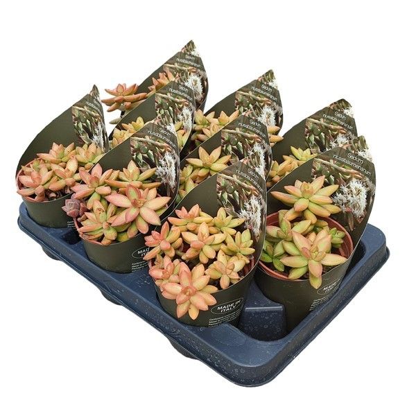 SEDUM NUSSBAUMERIANUM - POT Ø 10,5 WITH POTCOVER (SUCCULENTEN), D 10,5