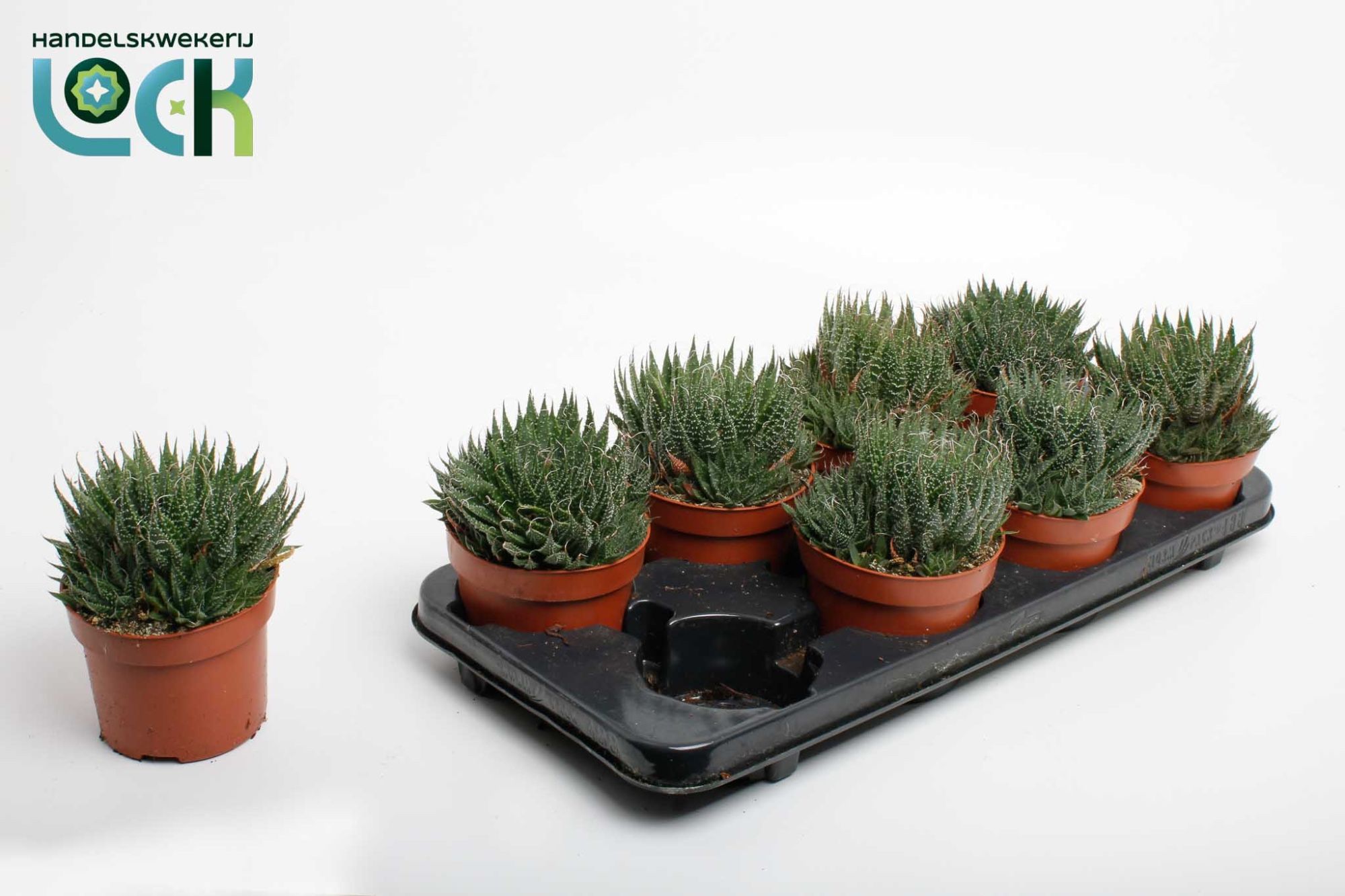 Aloë Aristata, D 12