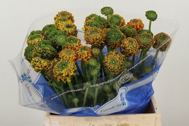 Ранункулус Пон Пон Мерлино 40, шт.