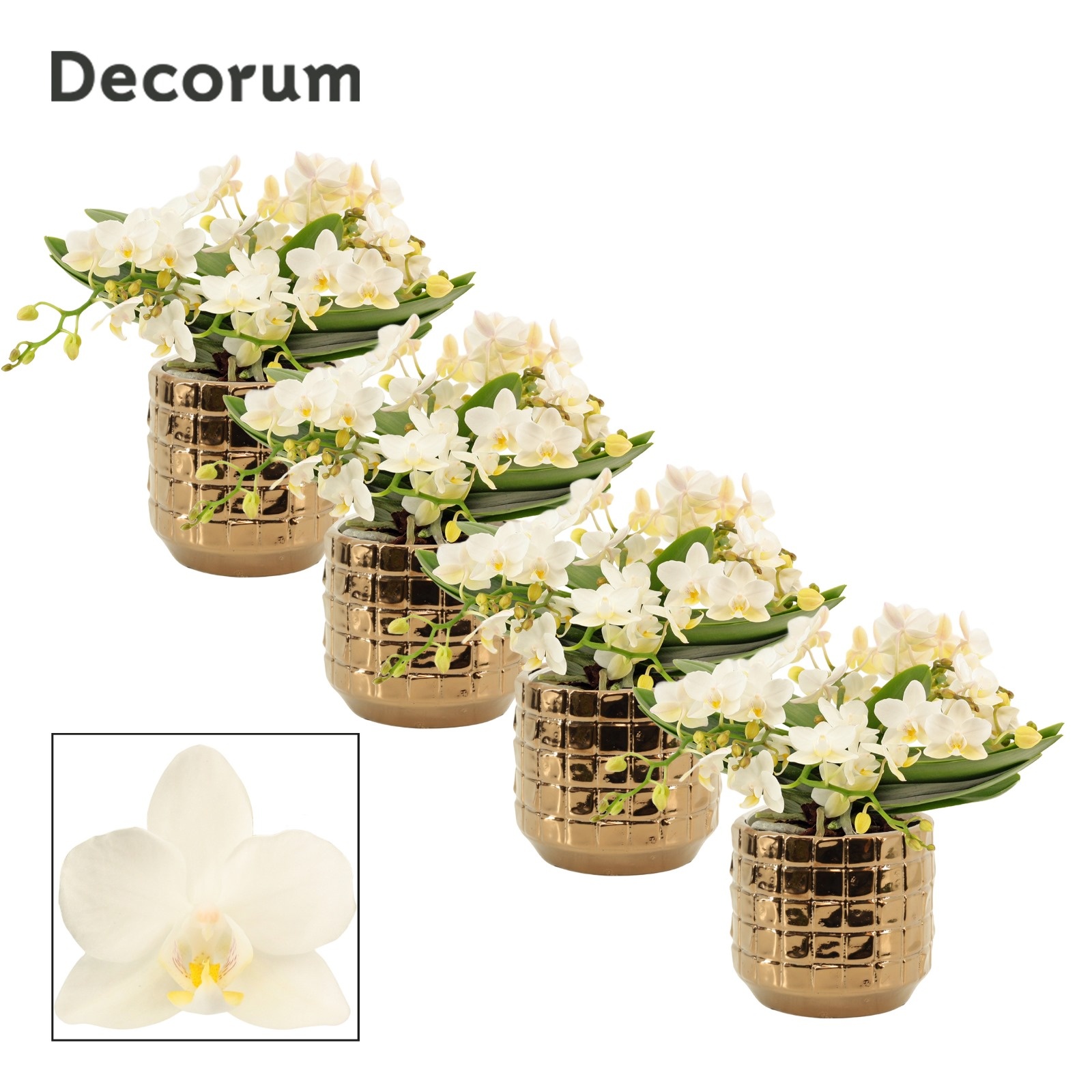 Phalaenopsis table Whitney 4+ tak in Janneke (Top blend-collecti, D 12 cm