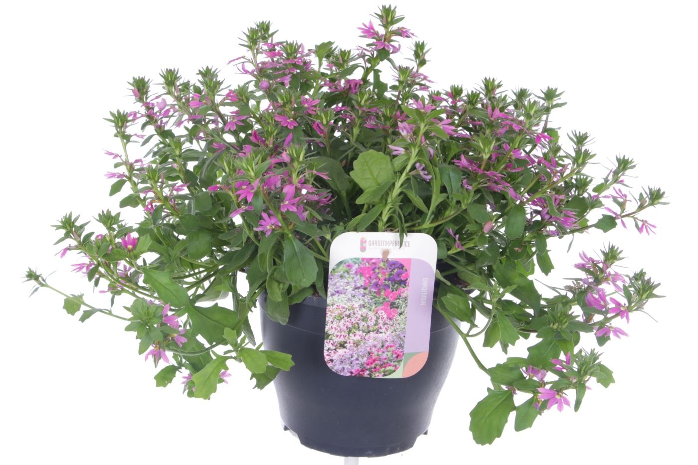 Scaevola aemula Blessing Pink, D 23