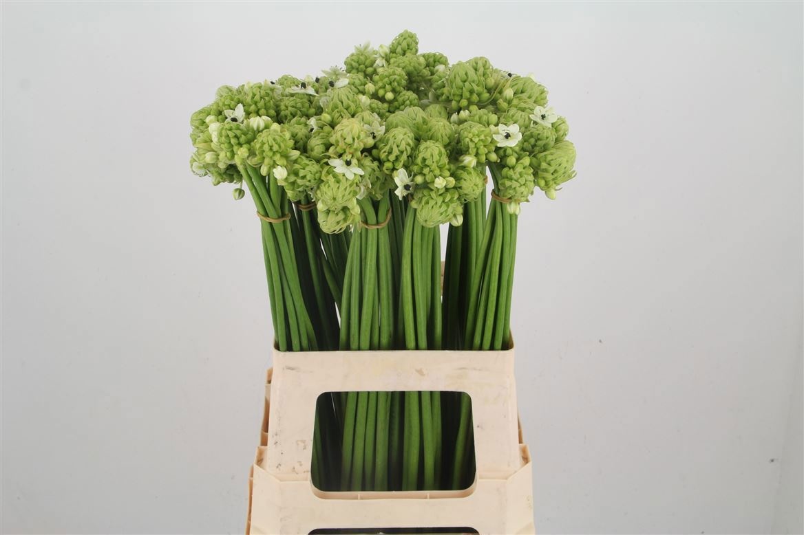 Орнитогалум Сандерс 65, шт.