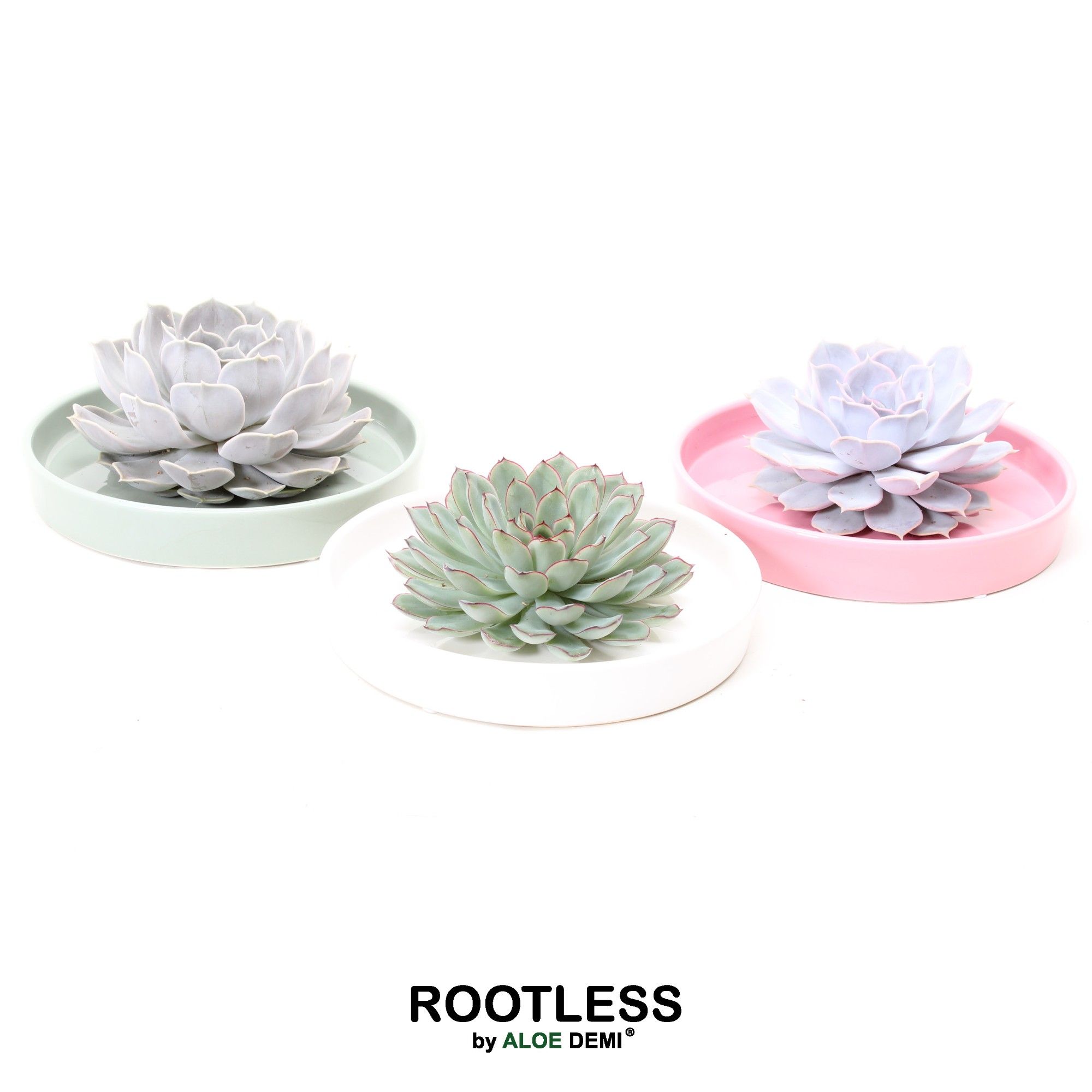 ROOTLESS Echeveria, Octopus bowl, D 20 cm