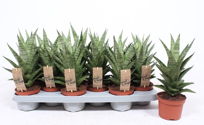 Sansevieria Tough Lady, D 10,5