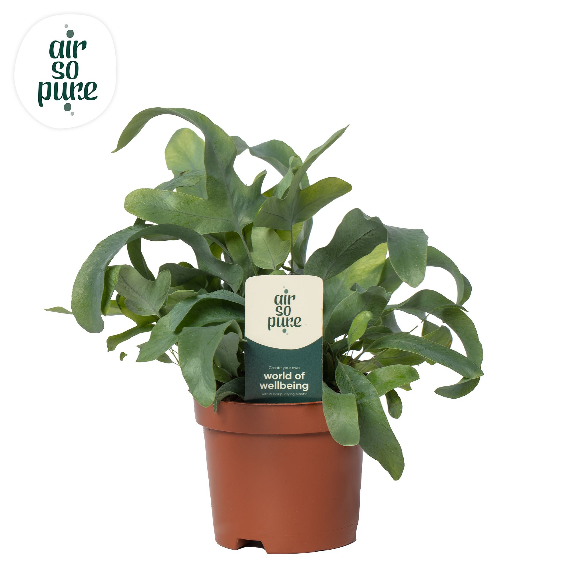 Phlebodium Blue Star - Air So Pure, D 9