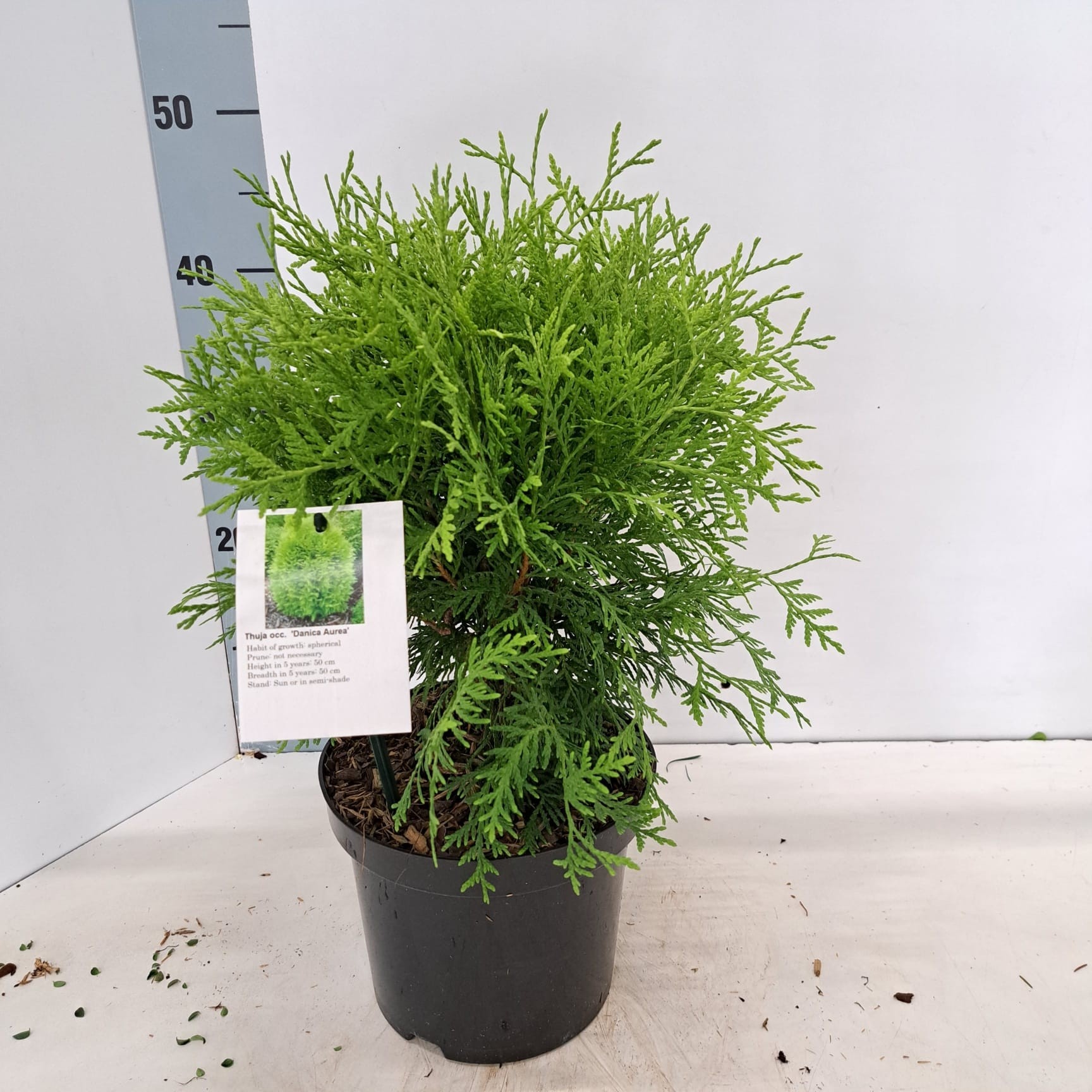 Thuja occ. 'Danica Aurea', D 19