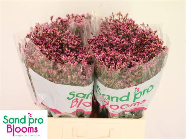 Лимониум Тифани Даймонд 60, шт.