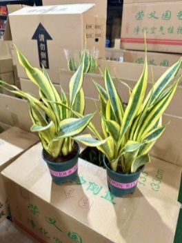 Сансевиерия Премиум 0.35 Галлон Пот Вотер Мун Орхидея 12 33