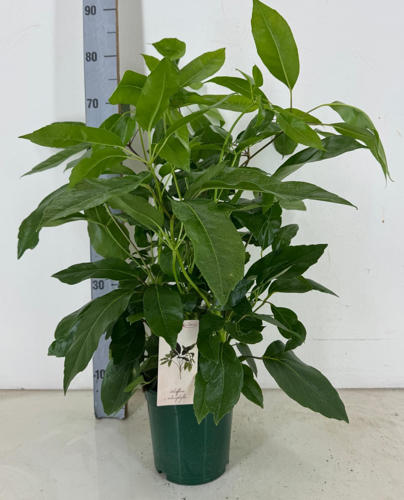 Schefflera actinophylla p19, D 19
