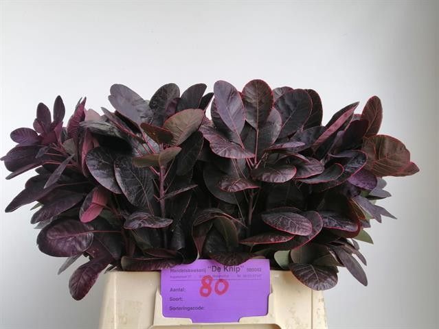 Котинус Роял Перпл 40 (фиолет.), шт. Котинус Роял Перпл 40 (фиолет.), шт.