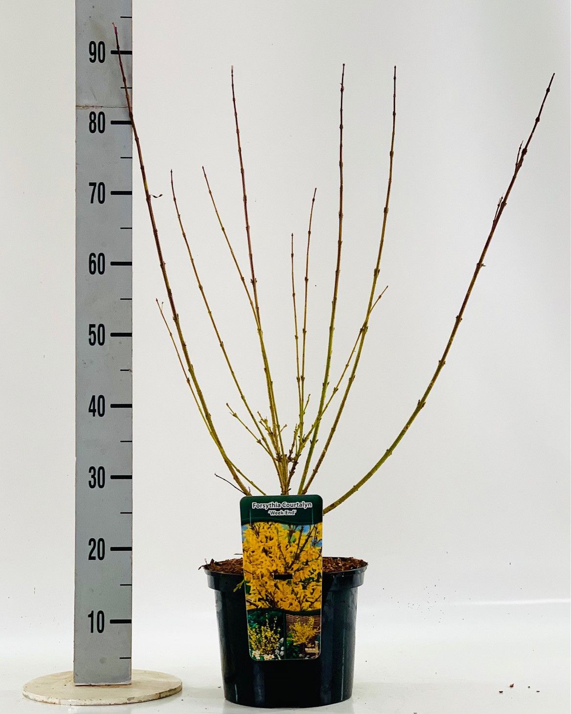 Forsythia int. 'Week End', D 23