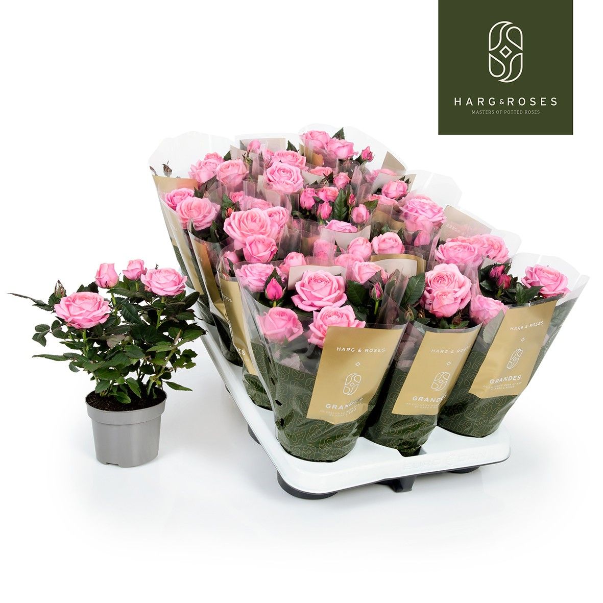 Rosa Kordana Grande Adele, D 10,5