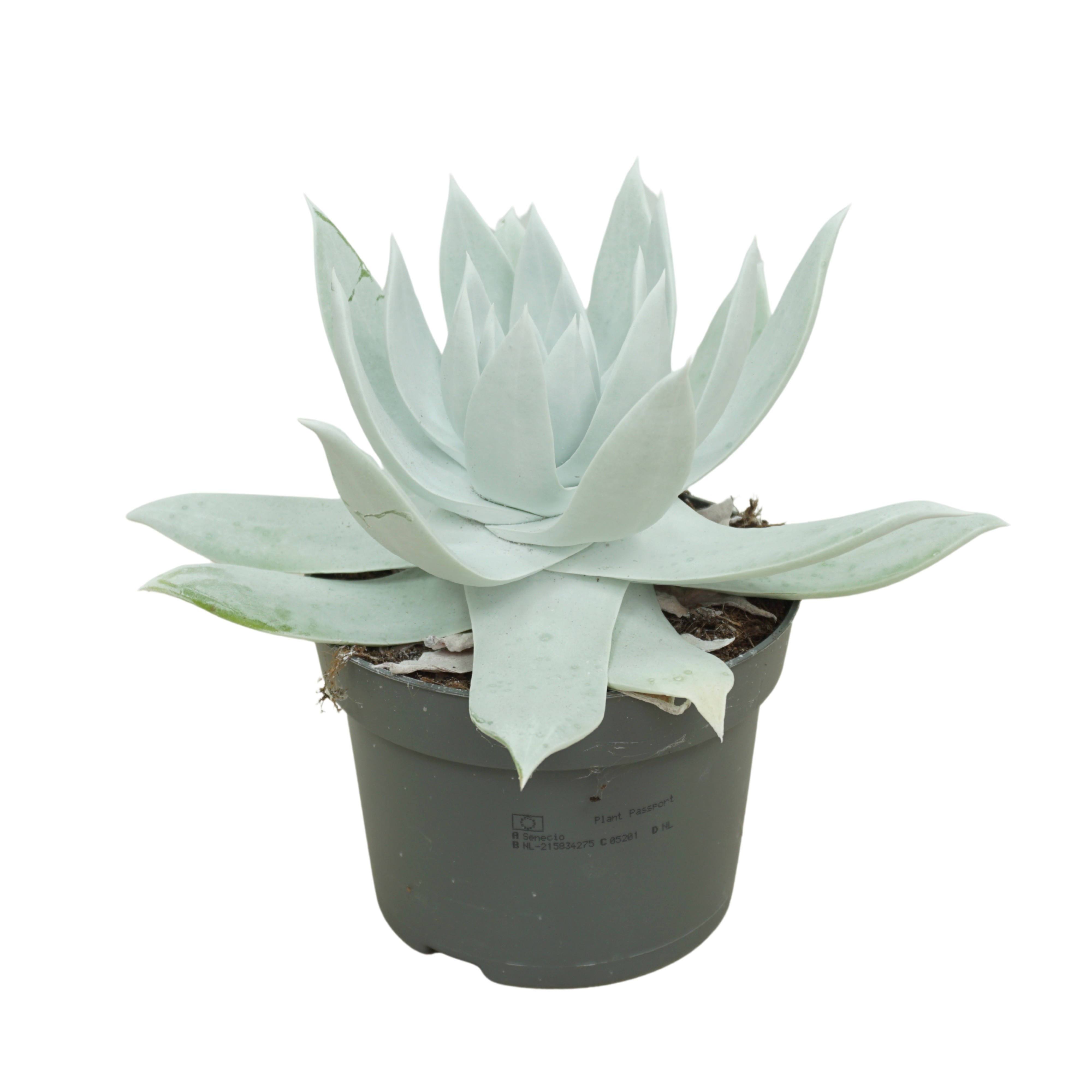 Dudleya 13 cm, D 13