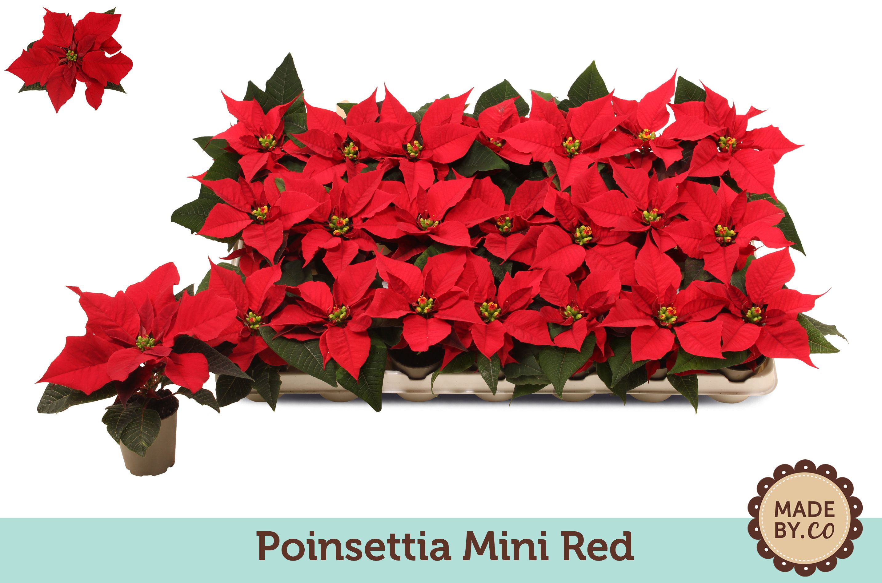 Euph. Poinsettia Mini Red, D 6 cm Euph. Poinsettia Mini Red, D 6 cm