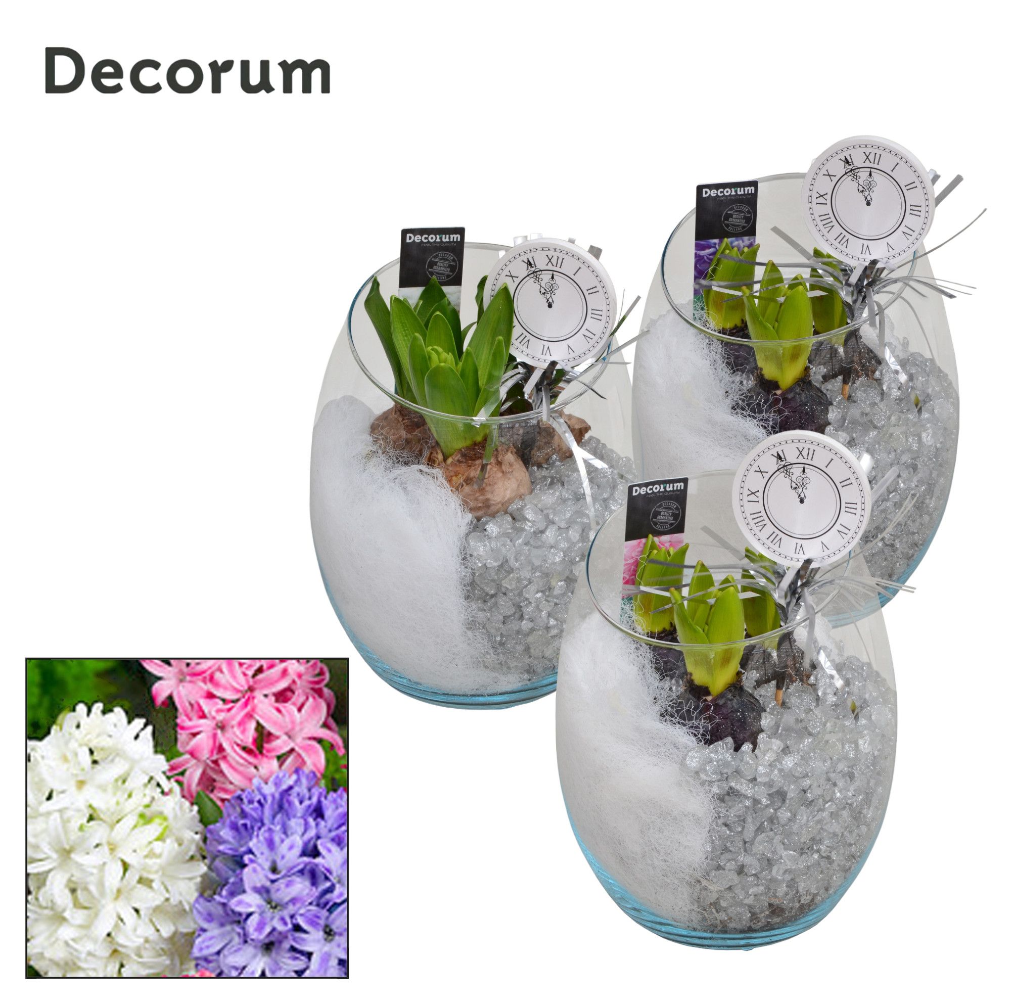 Hyacint Oblique HL11172NY [NEW YEAR], D 15