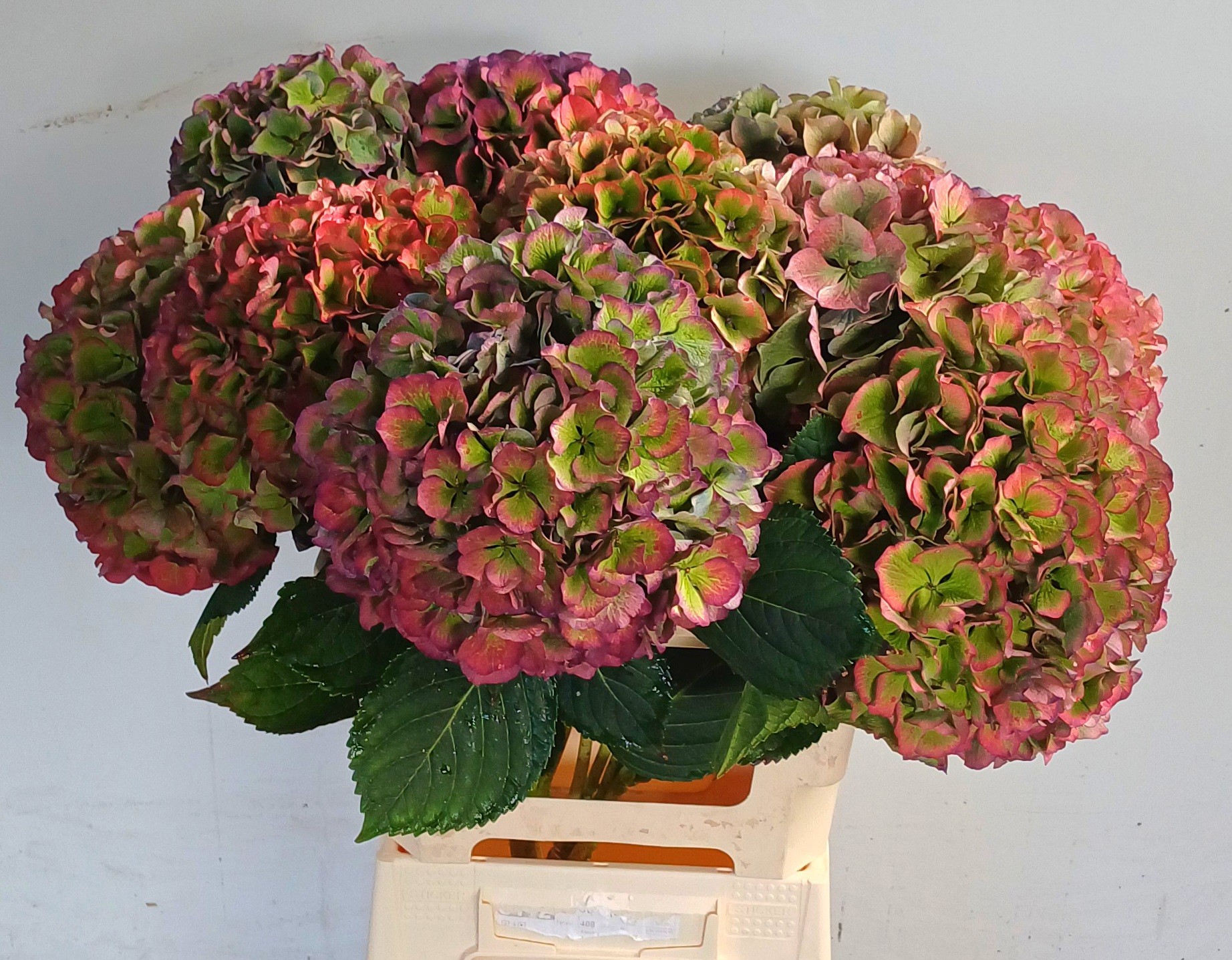 Гортензия Помпиду Классик 60, шт.