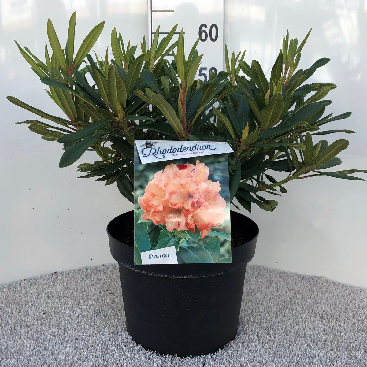 Rhodo. 'Tortois. Orange' orange/salmon, D 29 cm