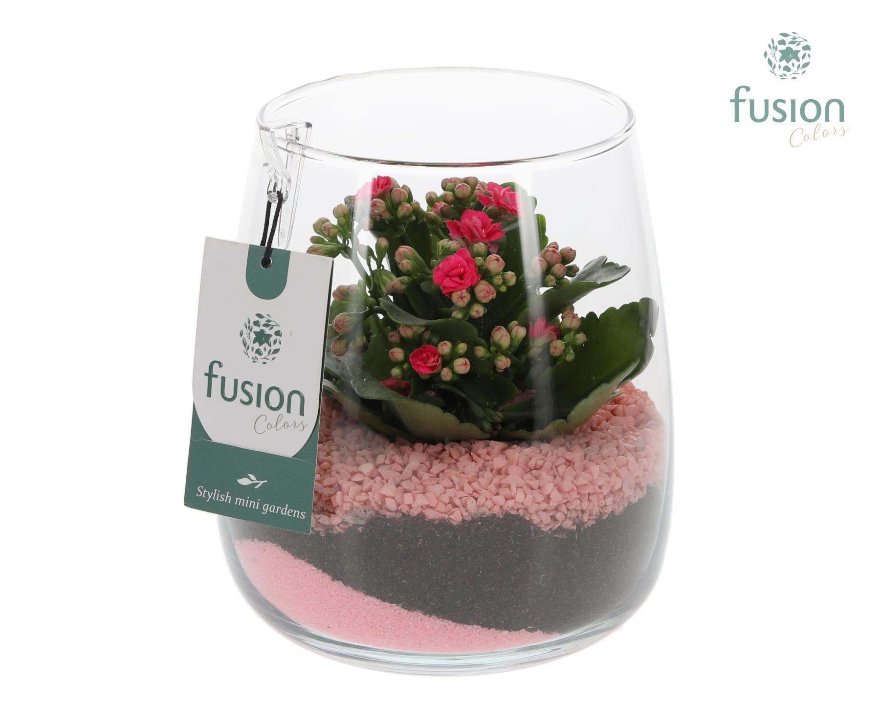 Glazen vaas Alzada met Kalanchoe, D 15