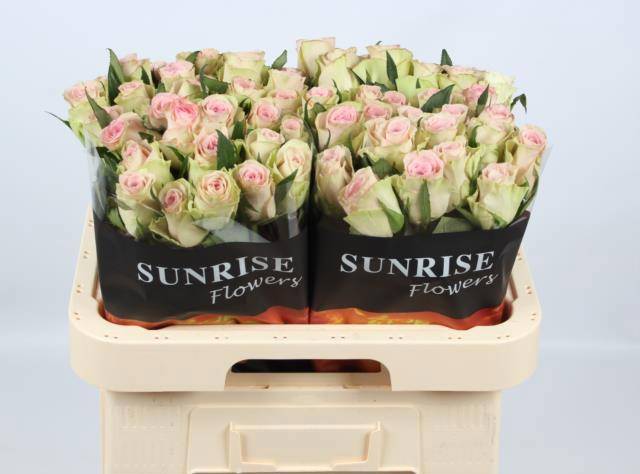 Роза од. Тривиа 60, шт.