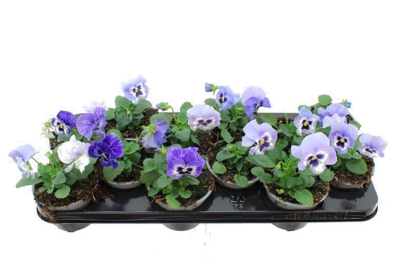 Viola witt. Delta Marina, D 11 cm