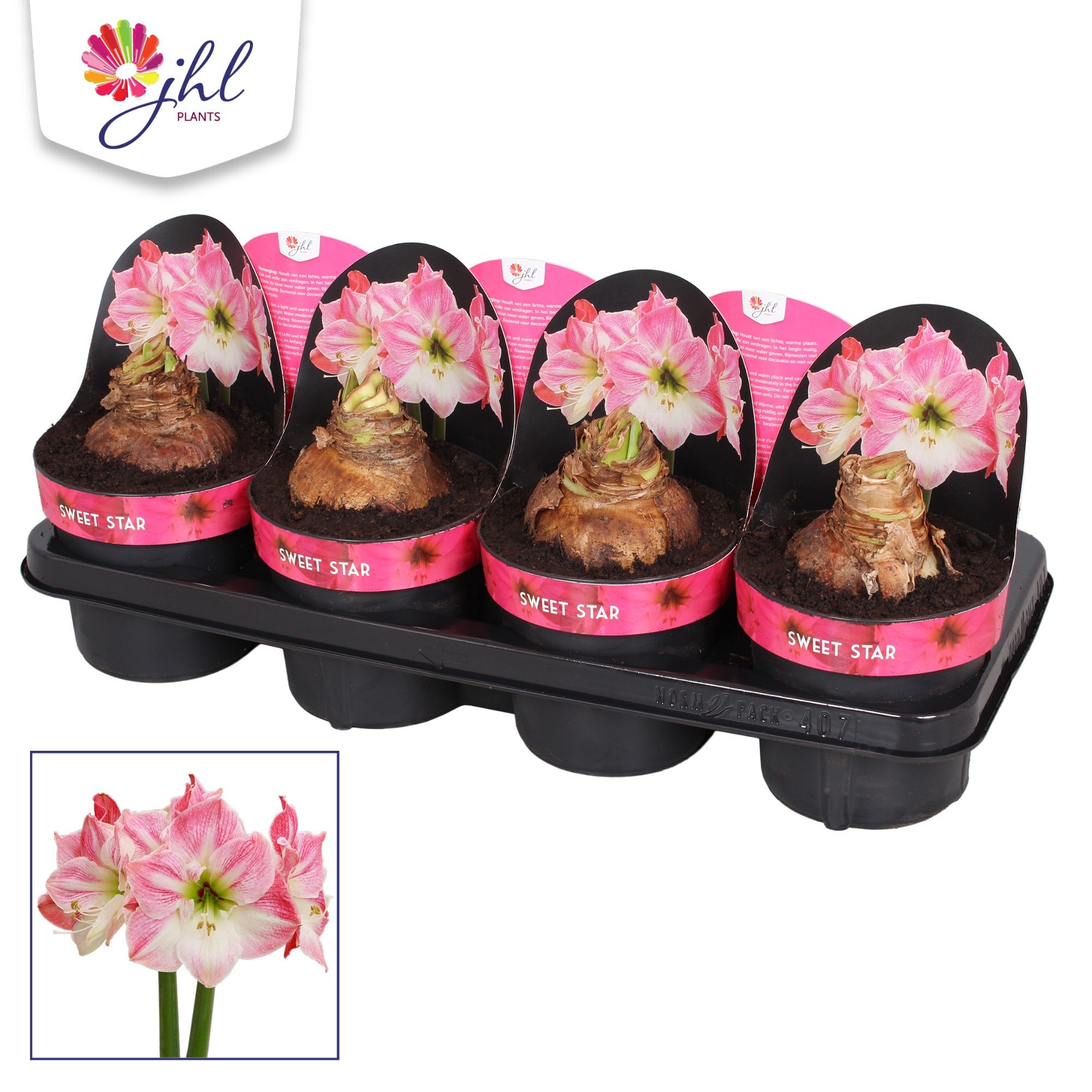Amaryllis Sweet Star, D 14 cm Amaryllis Sweet Star, D 14 cm