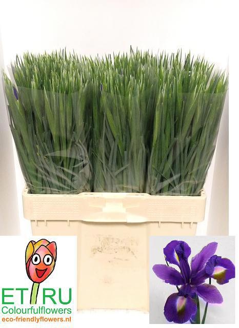 Ирис Блю Мэджик (син.), шт.