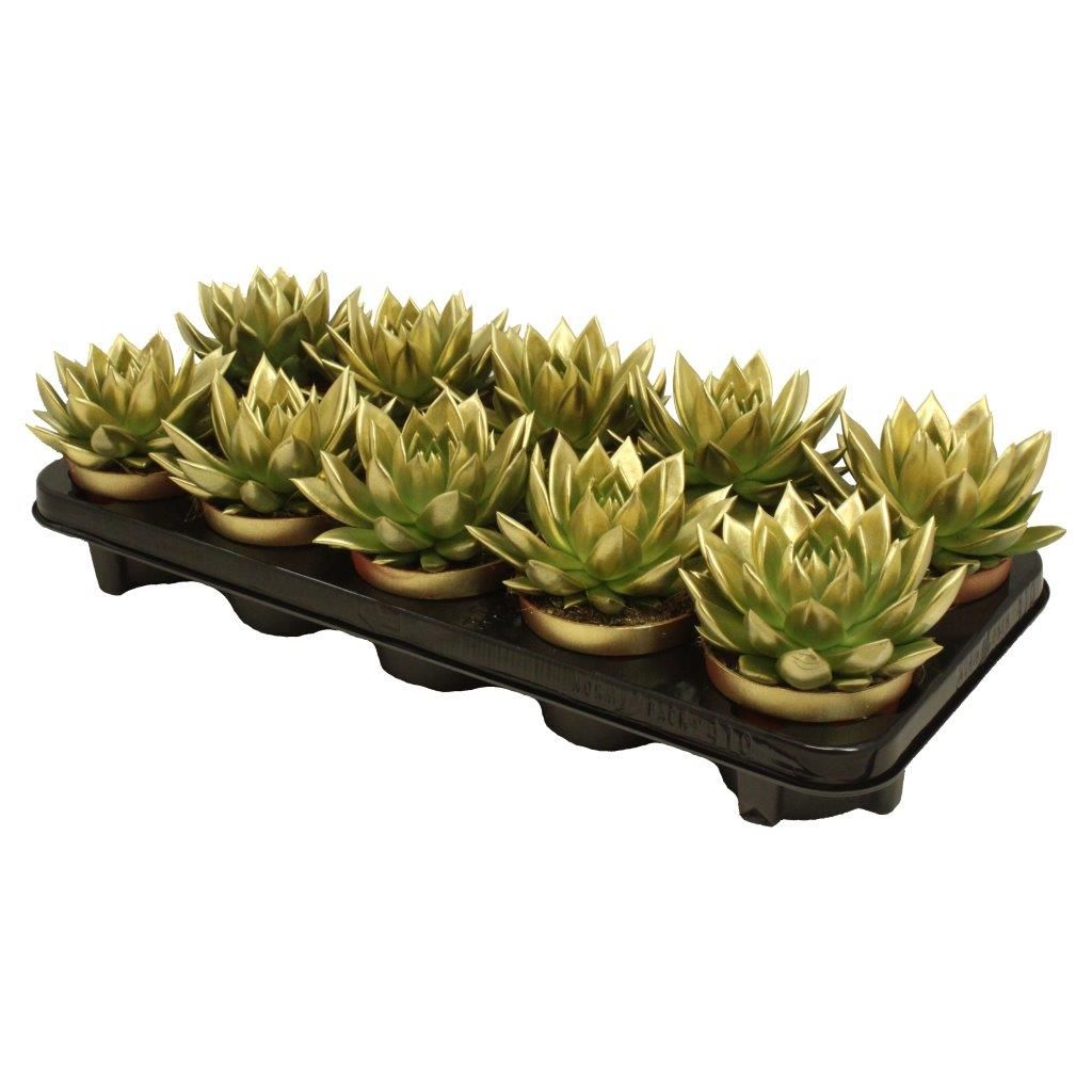 Miranda coloured gold, D 10,5