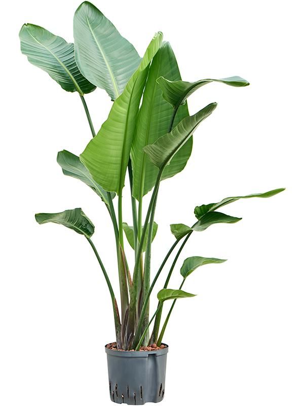 Strelitzia nicolai, D 22