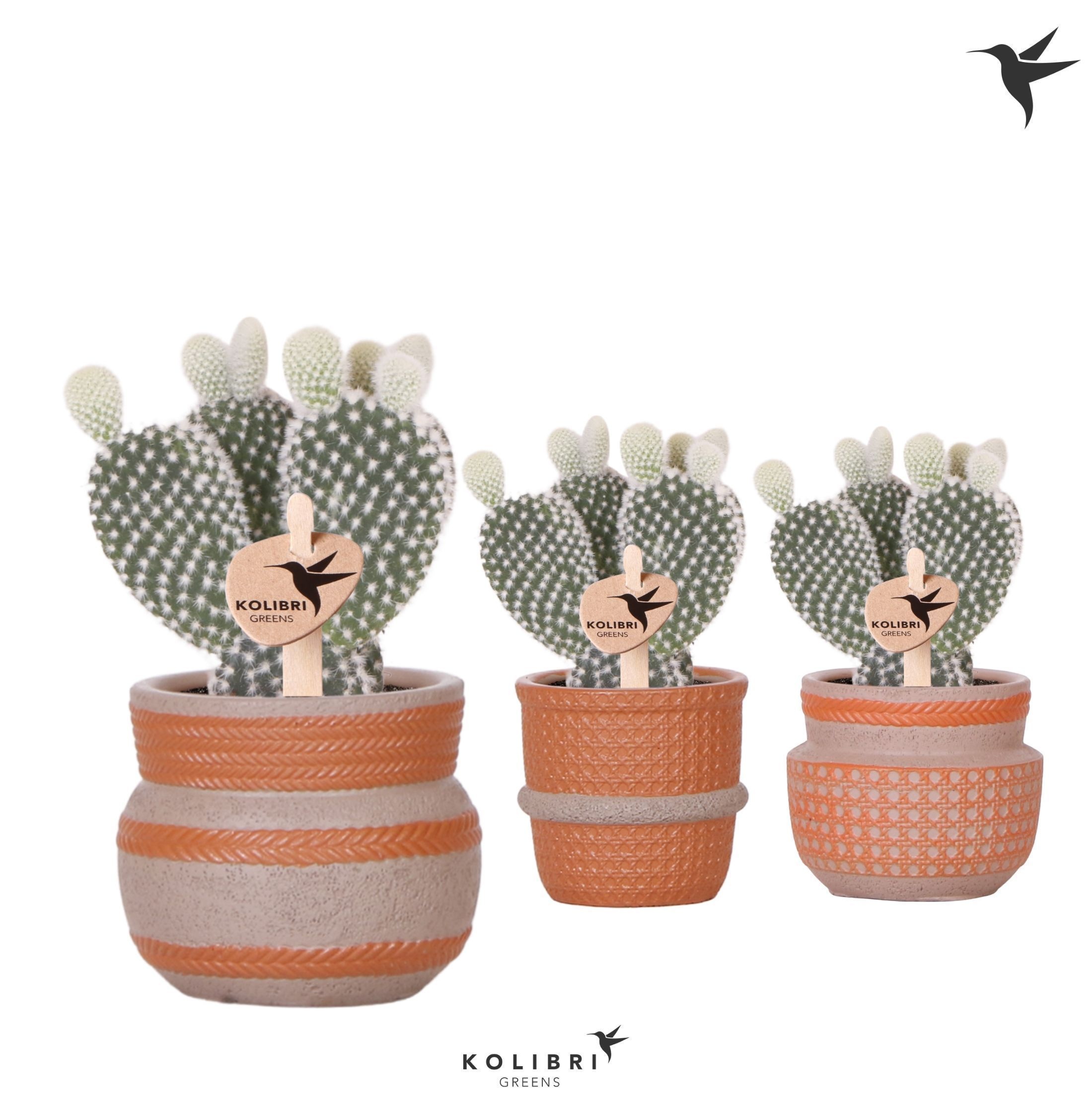 Kolibri Greens Opuntia white in Ethnic pot terracotta mix, D 6 cm