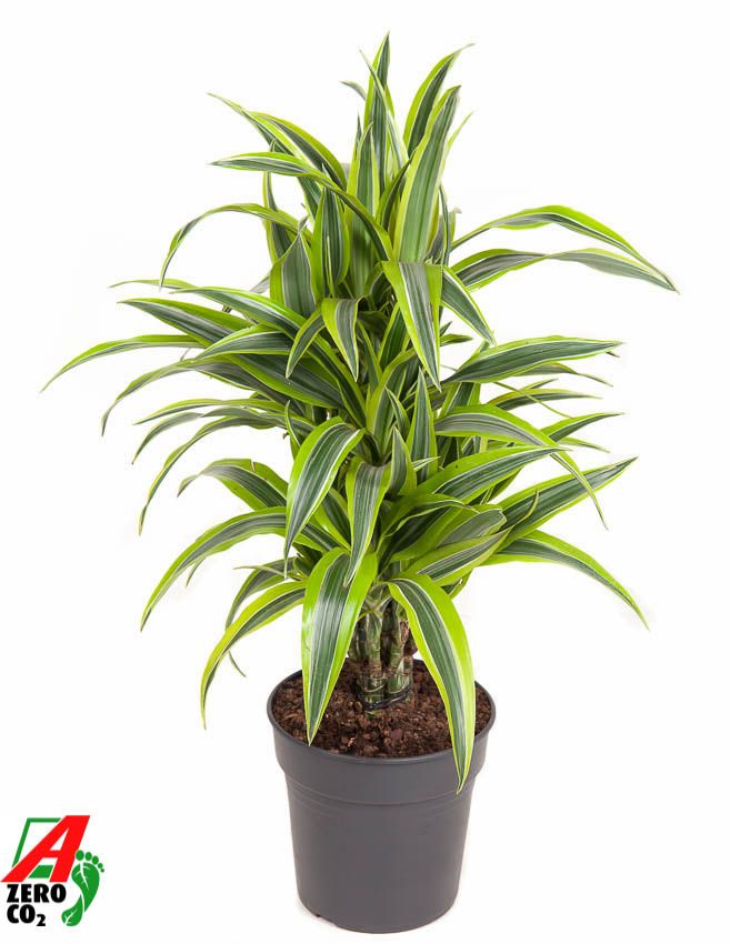 Dracaena Lemon Lime vertakt P21, D 21