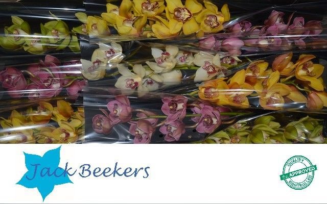 Цимбидиум Микс x9 60, шт.