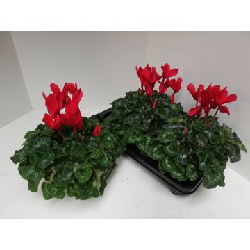 cyclamen Rood XL groot bloemig en stevige planten., D 13