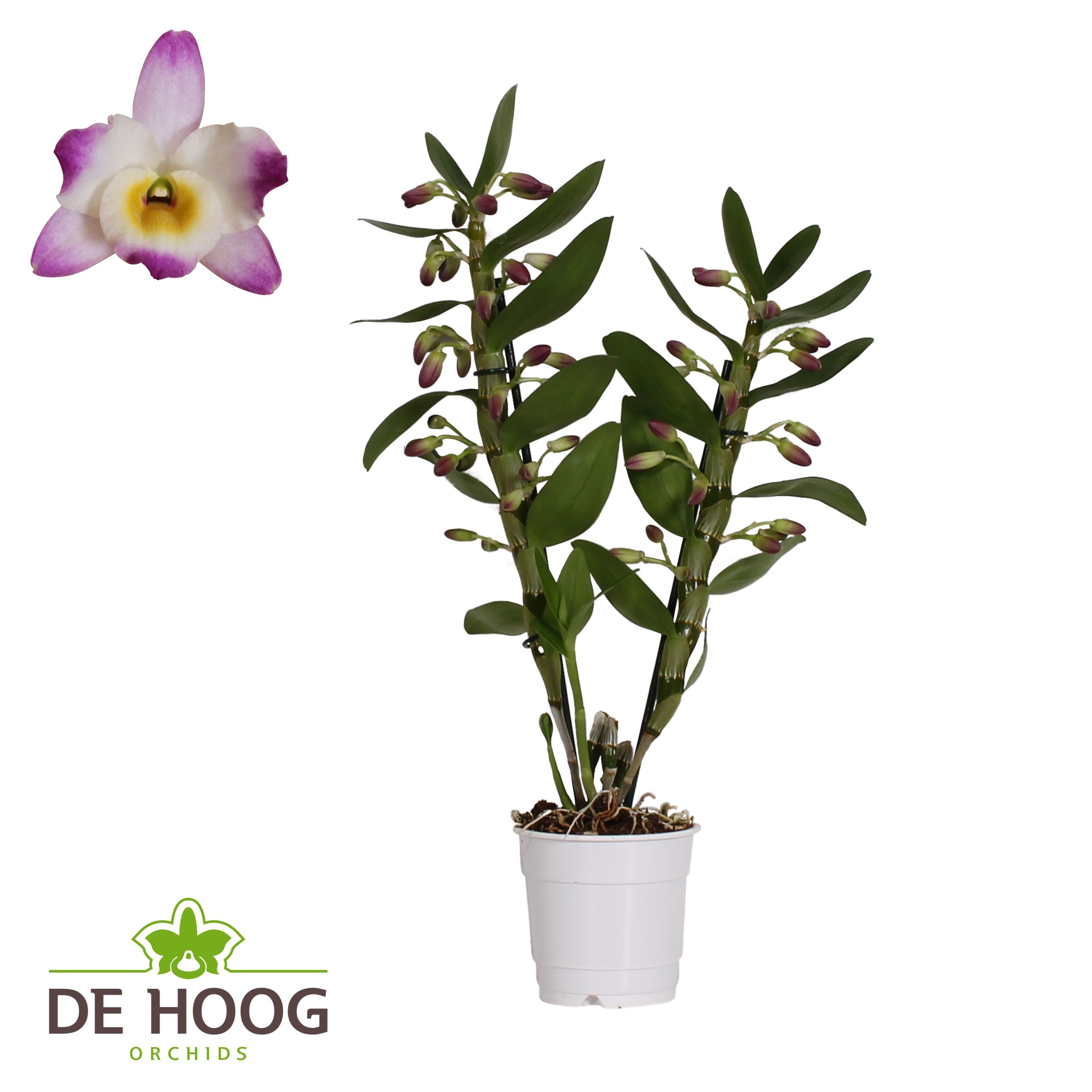 Dendrobium Nobile Bright Eye 2 stam 12+ tros De Hoog, D 12