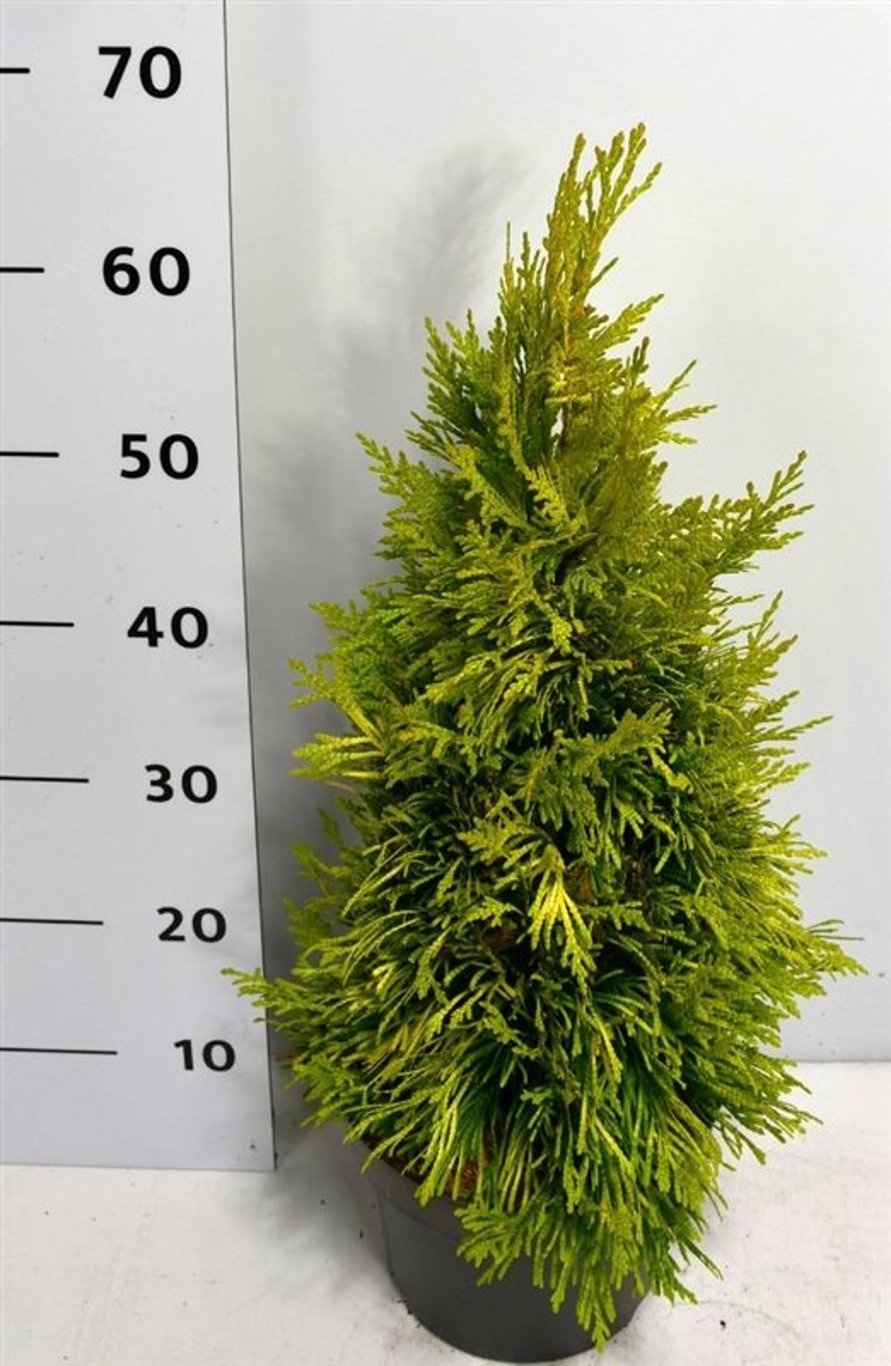 Thuja pl. '4 Evergoldy", D 23