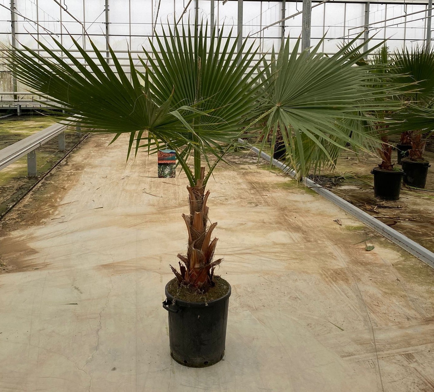 Washingtonia robusta, D 40