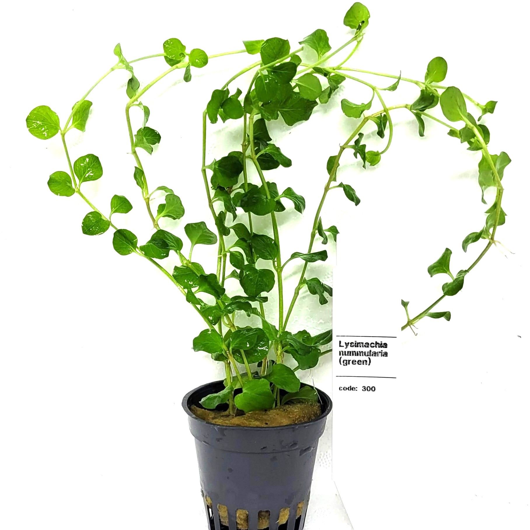 Lysimachia nummularia, D 5