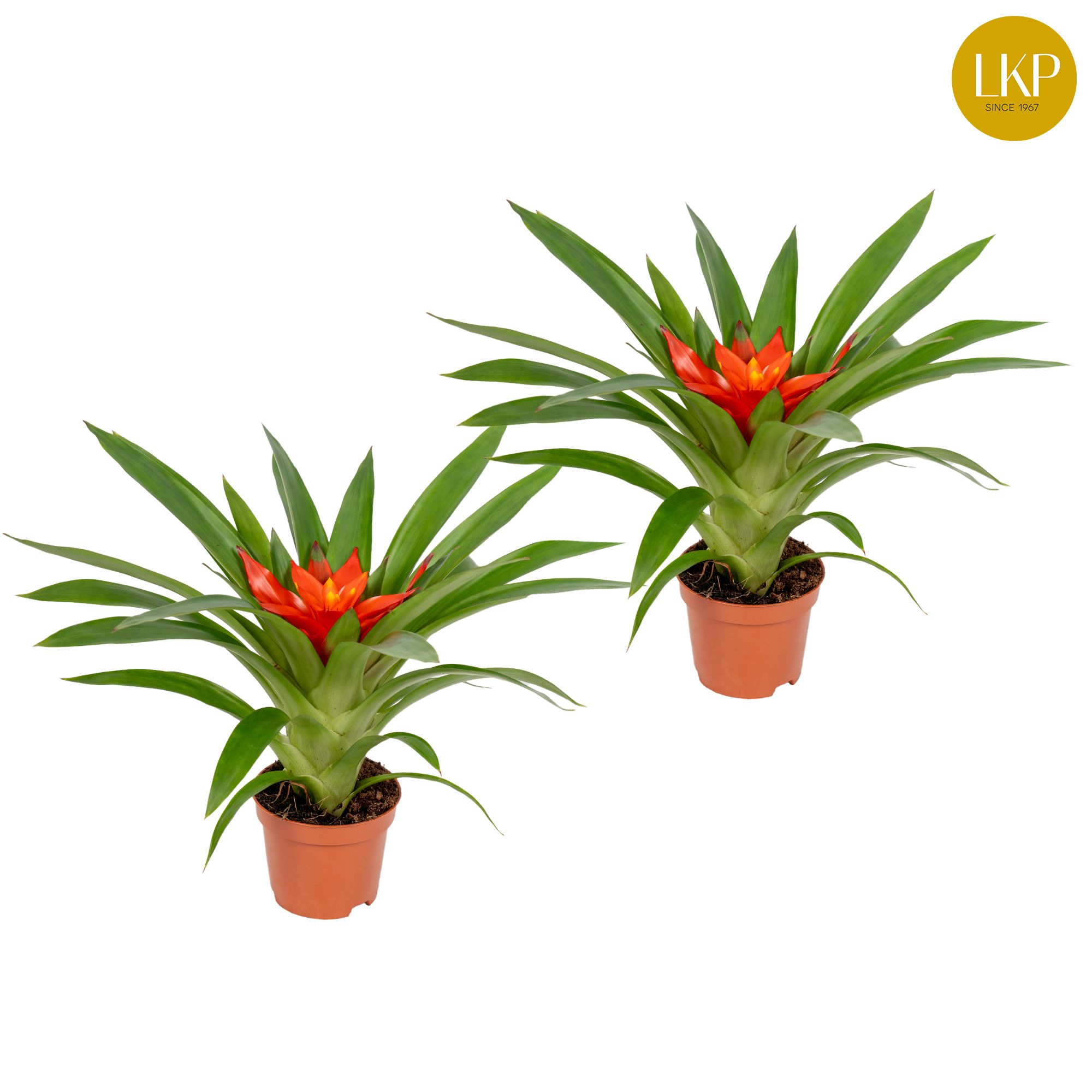 Guzmania Glow Oranje (Zonder Hoes), D 9
