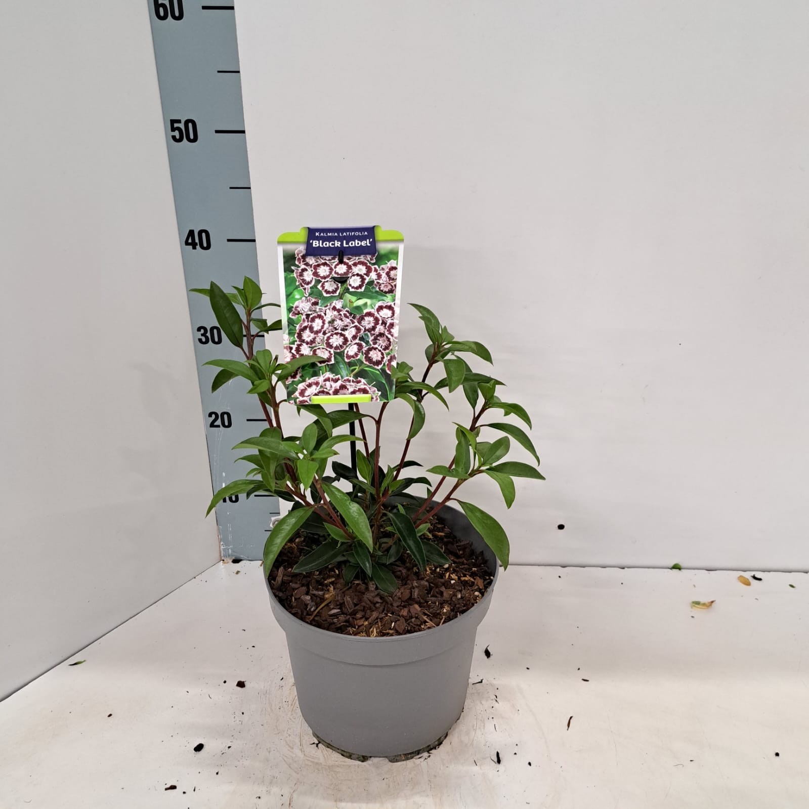 Kalmia lat. 'Black Label', D 21