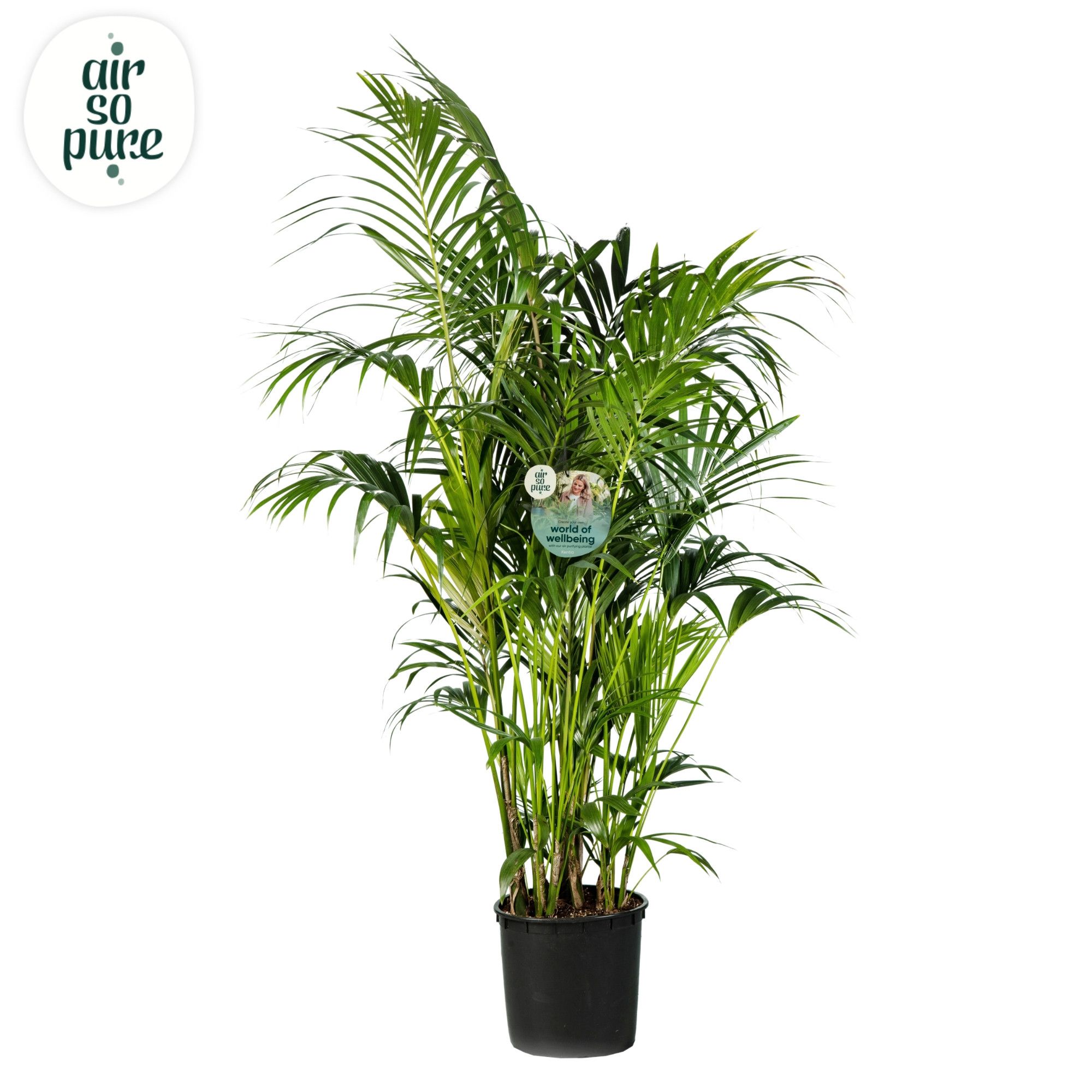 KENTIA - P34 H200 - 15PP - Air So Pure (Howea forsteriana), D 34
